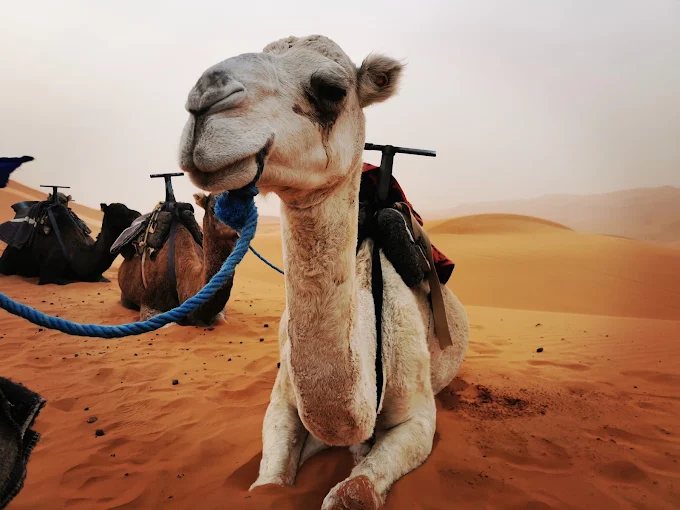 Day 2 — Todra Gorge and the Sahara